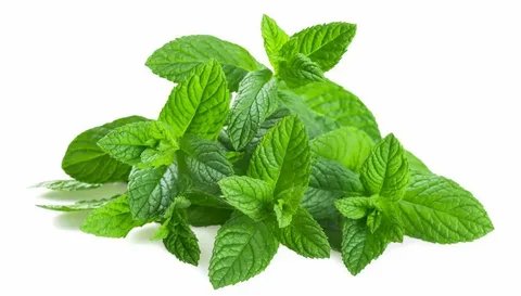 Mint